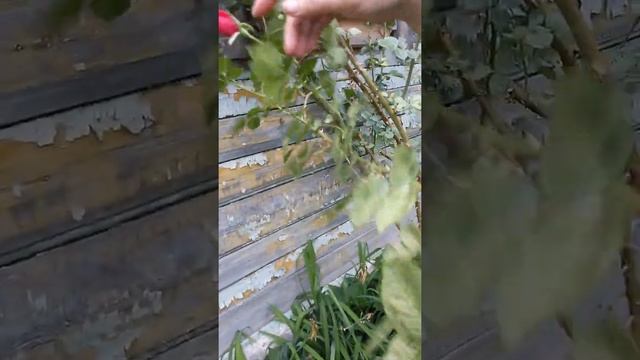 Белокрылка на розе смотреть онлайн