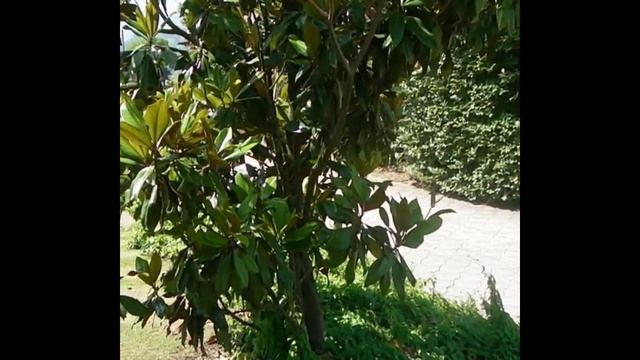 MAGNOLIA COMUN (Magnolia Grandiflora) ARBOLES Y ARBUSTOS