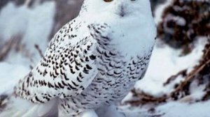 Полярная сова