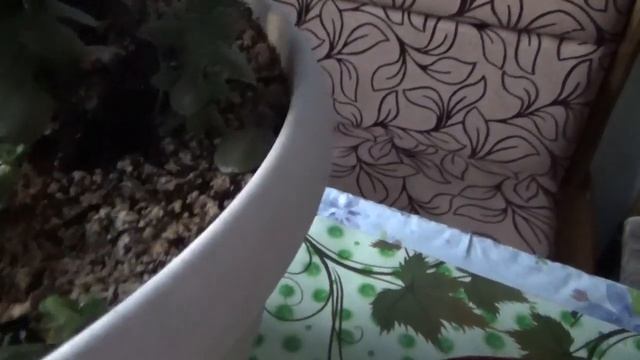 Толстянка или денежное дерево.Отсаживаю росток. смотреть онлайн