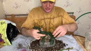 Групповая посадка гастерий в кашпо без отверстий.Зачем и почему?