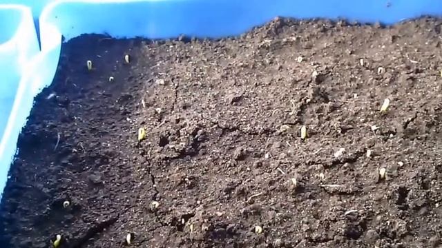 Как выращивать качественную рассаду перца и помидор??? смотреть онлайн