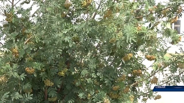 Сегодня празднуем день семьи, любви и верности смотреть онлайн