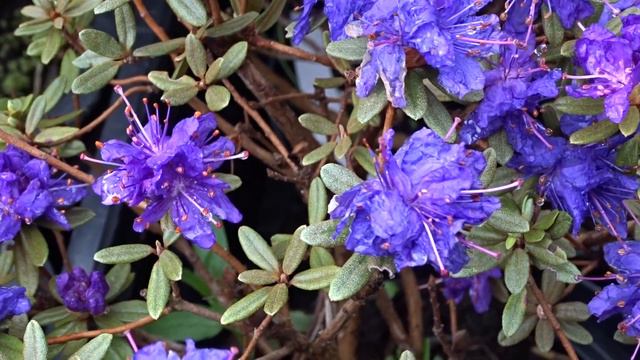 Rhododendron impeditum ´Azurika´ смотреть онлайн