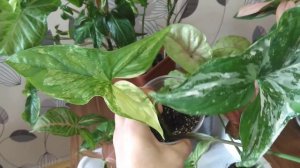 Моя коллекция сингониумов. Расами наг, Империал Вайт, Сингониум Вендланда, Ред спот и другие...