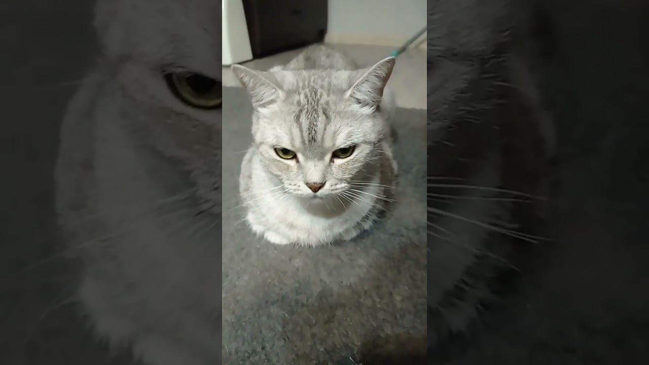 Любишь животных? #Shorts смотреть онлайн
