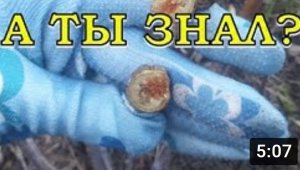 Борьба с МАЛИННОЙ галлицей? ? ?