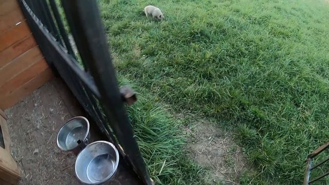 Гром на раздаче вкусняшек и воды смотреть онлайн