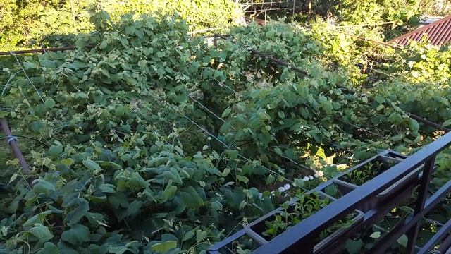 Жильё у моря! Жилые номера у Роберта. Нижняя Эшера АБХАЗИЯ! смотреть онлайн