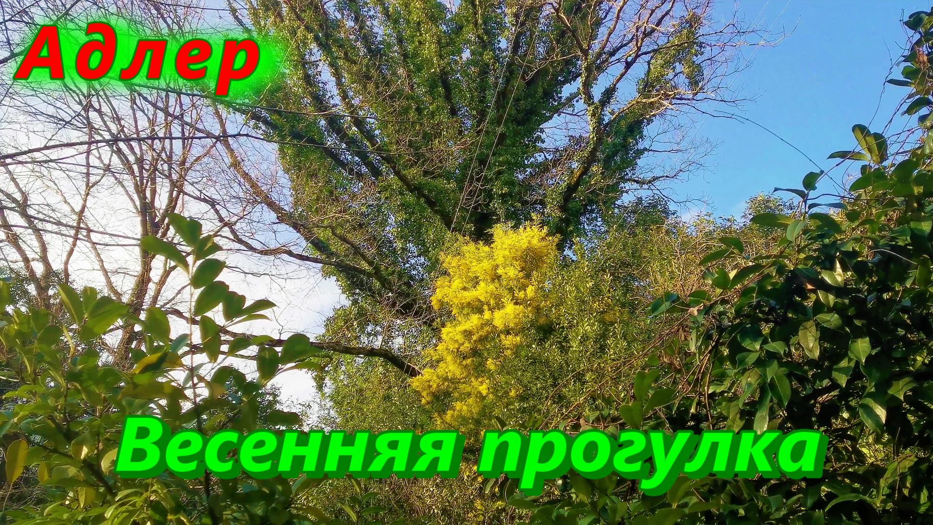 Весенняя прогулка по Адлеру сегодня смотреть онлайн