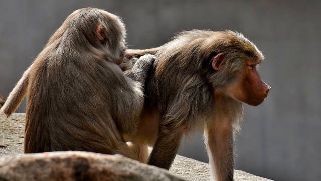 EXPLAIN A DREAM. MONKEY, ΒΑΒΟΟΝ ( ABOUT MEANING ) смотреть онлайн