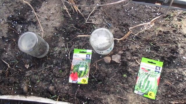СЕКРЕТЫ ВЫРАЩИВАНИЯ АРБУЗОВ И ДЫНЬ В ХОЛОДНОМ КЛИМАТЕ ОЧЕНЬ ПРОСТО!!! смотреть онлайн