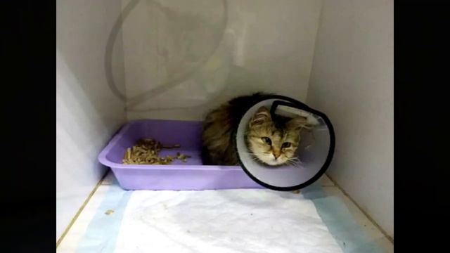 Кошечка со сломанной лапой бросалась каждому прохожему под ноги, но люди обходили её стороной... смотреть онлайн
