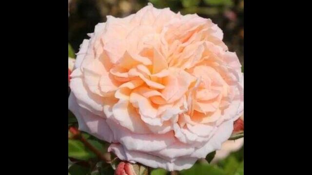 ТОП-10 ЛУЧШИХ ШРАБОВ в моем саду Подмосковья.2021г. смотреть онлайн