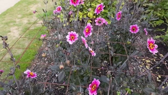 DAHLIA CLASSIC GISSELLE IN PARK VORDENSTEIN 2022 смотреть онлайн