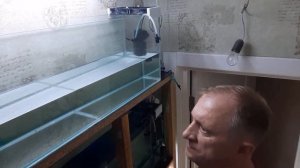 Коридорас Штерба разведение.