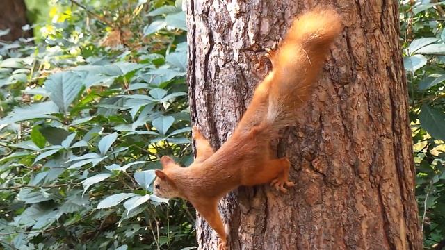 Samsung Galaxy Camera EK-GC100 (тест 4) смотреть онлайн