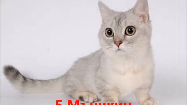 Най-странни породи котки смотреть онлайн