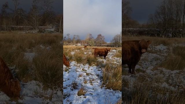Шотландские коровы.  Scottish Cows.