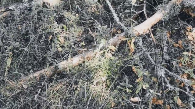 VID 20220818 174852 Похороны маков 1982 (Г. Айги)...Павел Васильев Лахтинский смотреть онлайн