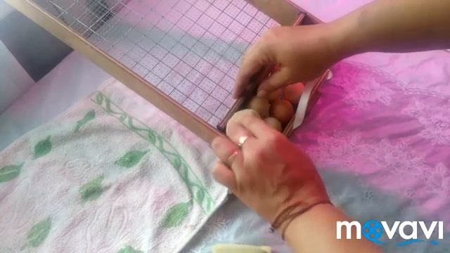 Режим инкубации цесариных яиц. Инкубатор Луппер. смотреть онлайн