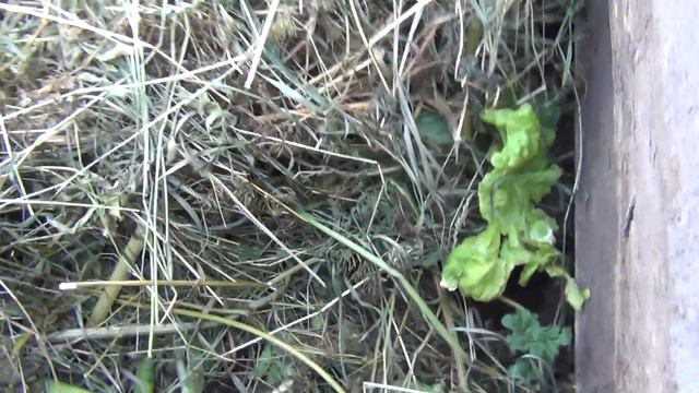 Картошка в компостной кучи 1июля 2017 рецепт от Федора картофель смотреть онлайн