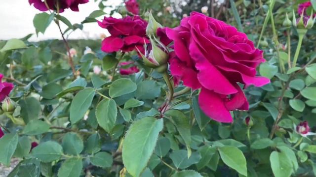William Shakespeare 2000 is one of the most fragrant and noticeable rose varieties in my garden смотреть онлайн