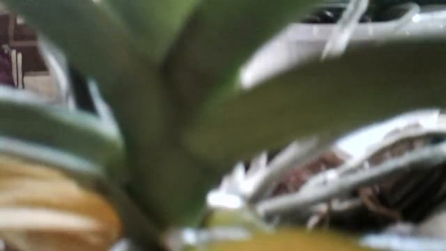 Как нарастить листья орхидеи, и как добиться пышной листвы. смотреть онлайн