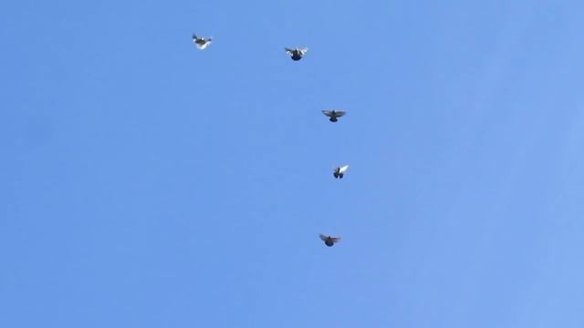 николаевские голуби часть 1 п. зимовники ростовская обл смотреть онлайн