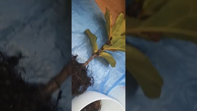 ФИКУС Лировидный                     ? ПЕРЕСАДКА комнатные_цветы фикус