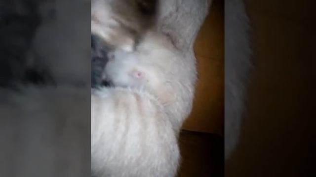 кошка сиамская кормит котят. смотреть онлайн
