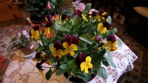 анютины глазки как комнатное растение?