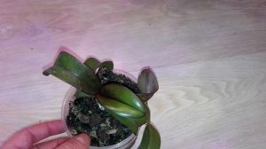 Орхидея Ирэн Добкин из Азии в домашних условиях, спустя год