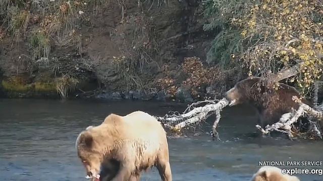 Медвежонок отнял у мамы целую рыбу#Katmai National Park, Alaska 2023 смотреть онлайн