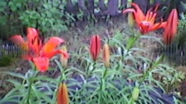 Первомайск смотреть онлайн