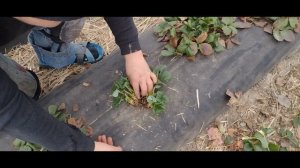 Зачистка и первая обработка клубники весной,первая подкормка