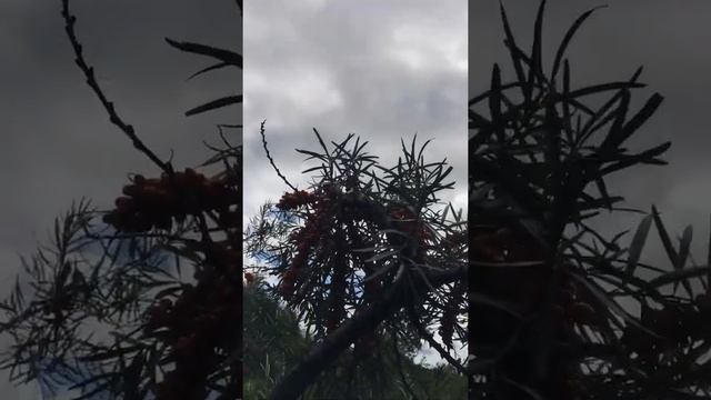 Нашли красивое озеро и увидели, как растёт облепиха. Очень красиво ? смотреть онлайн