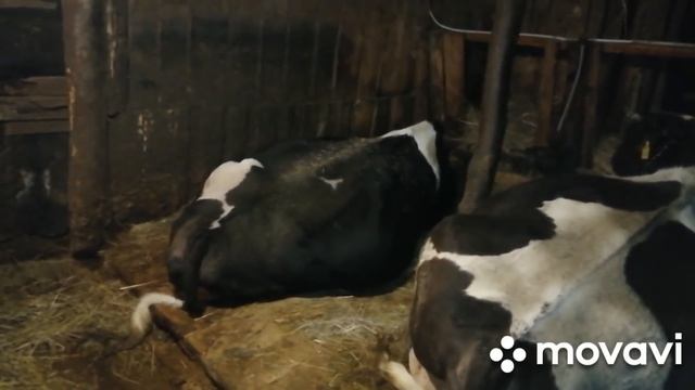 СТАРАЯ И САМАЯ ЦЕННАЯ КОРОВА НАШЕГО ХОЗЯЙСТВА!ПРИНЕСЛА ОГРОМНУЮ ПРИБЫЛЬ -РОДИЛА 4 ТЕЛКИ ПОДРЯД! смотреть онлайн