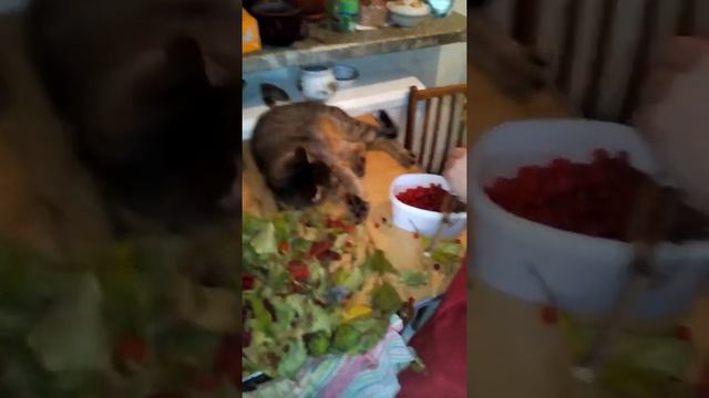 Кот и калина)) Угар)) смотреть онлайн