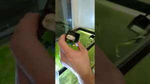 Как избавиться от зелёной воды в аквариуме