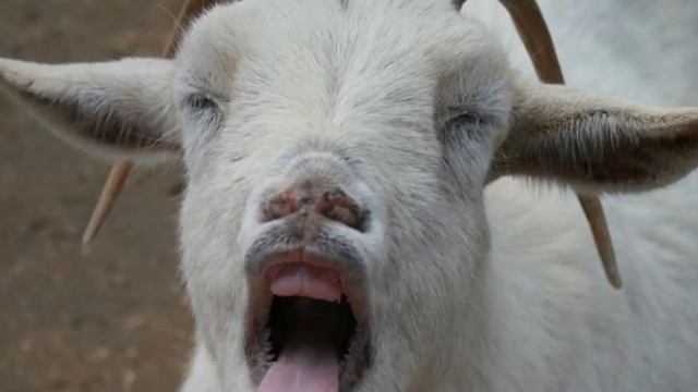 3 породы козлов, которые не стоит заводить смотреть онлайн