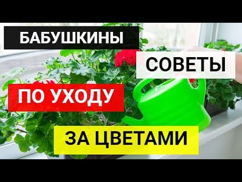6 бабушкиных советов по уходу за цветами смотреть онлайн