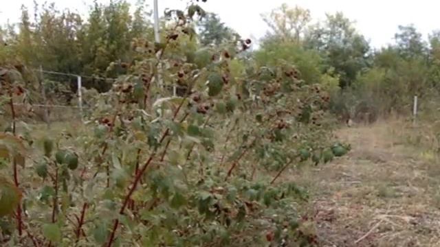 Малина ремонтантная Херитейдж (Heritage) смотреть онлайн