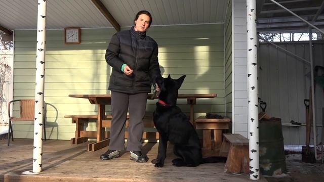 ДТ-6. Как научить команде лежать. смотреть онлайн