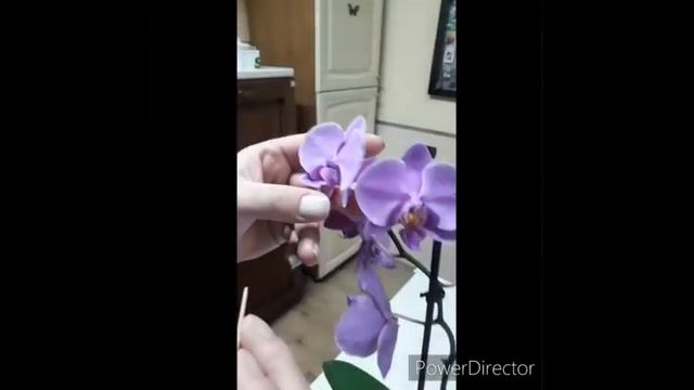 Impollinazione orchidea phalaenopsis смотреть онлайн