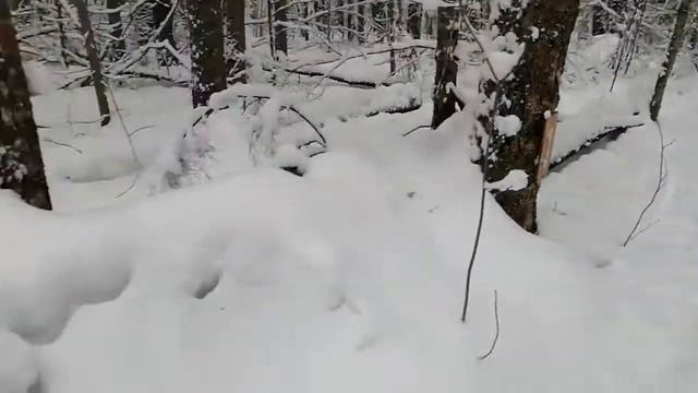 Нелидово. Прогулка в лесу. Лыжная трасса. смотреть онлайн