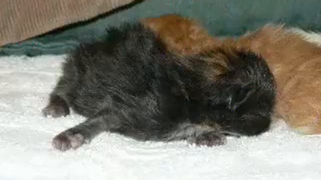Persian Kittens for sale in Florida by Clyd-A-Scope Gimmie Kitten's Born 4 6 2009 смотреть онлайн