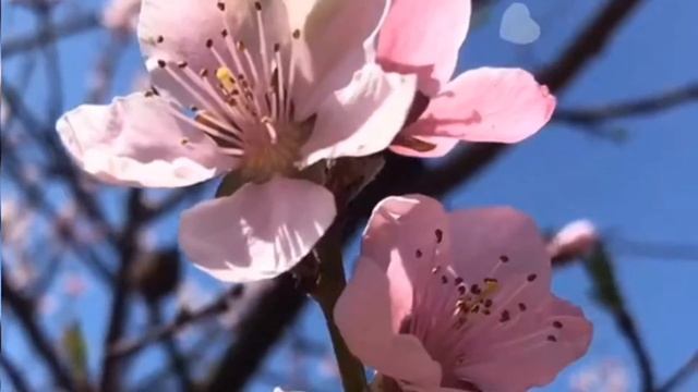 Весна играет красками на фоне неба голубого | Spring mood смотреть онлайн