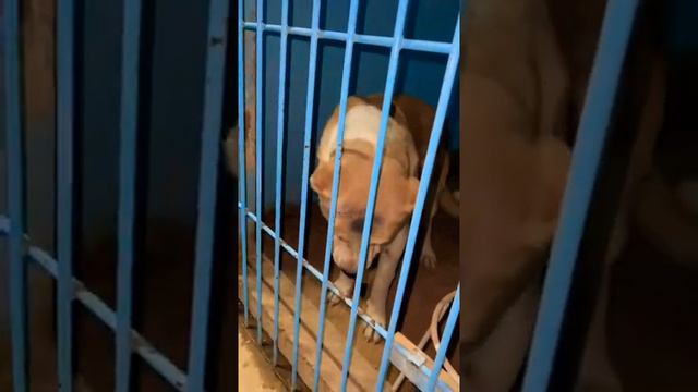 Питомник Музафара. Узбекистан. Ташкент. От питомника Волкодавы 05 . смотреть онлайн