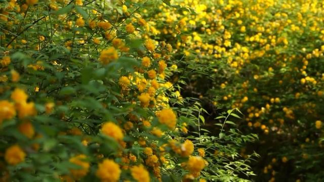古今和歌集 / The Kokinshû. Spring Poems. Part II, 124 / Весенние песни. Сувий 2 (KKS II, 124) смотреть онлайн